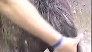 Mischievous rancher teases the snug rear of his adorable pet