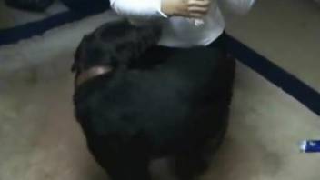 Clothed female plays with the dog's cock in pure intimacy