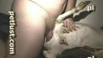 Deep penetration goat porn for a horny amateur man