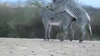 Great clip featuring a pair of untamed zebras having sex in the doggy position