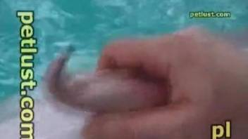 Penis of sea animal becomes harder after touches from man