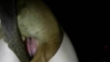 Busty female endures proper dog cock in both holes