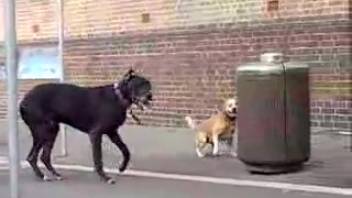 Massive ebony hound prepares to screw a tiny pup while a lustful dude captures the whole scene
