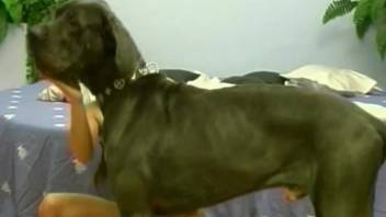 Ebony Great Dane pulled into the bedroom for passionate sex with alluring female owner
