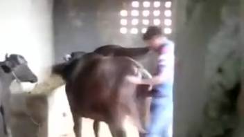 Rancher skewered his alluring heifer in the doggy position because he adores it
