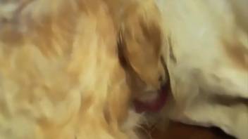 Hot mom beds down with a pair of her aroused canines