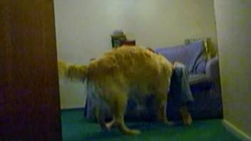 Naughty pup is screwing her gaping moist pussy