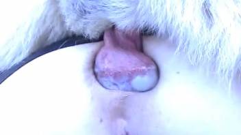 Well-trained pup skillfully anally penetrates his plump female owner outside