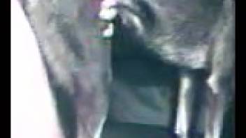 Hairy creature being pounded doggy-style by a perverted guy