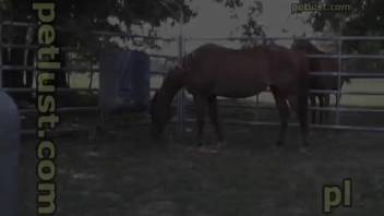 Bare man intensely penetrates horse's rear in brutal outdoor porn