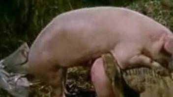 Aroused woman share a stiff pig cock in hot vintage perversions