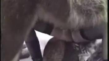 Slender lady howling during intense bestiality performance
