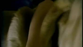 Canine Copulates with Female
