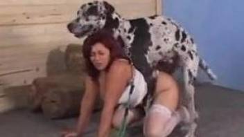 Beauty zoophile in black stockings banged by meaty dog dick