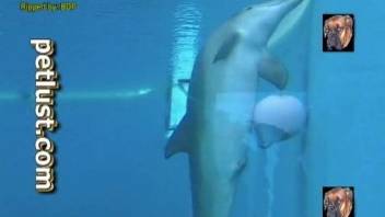Underwater zoophilia fetish with diver filming the dolphin vagina
