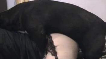 Sexy fishnets and passionate fucking with a dog