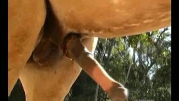 Slender blondie jerks and sucks a massive dick of a stallion