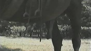 Short-haired chick gags on horse's massive dong in fresh air