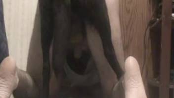 Loyal canine penetrates aroused woman in doggy-style positions until completely drained