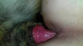 Closeup anal sex shows woman enjoying perfect zoophilia