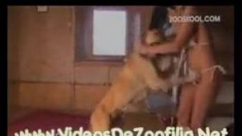 Zoophile bitch takes a huge doggo cock in her