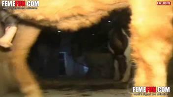Older lady with hot butt in wild horse bestiality intense sequences