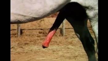 Close-up bestiality with a massive horse cock