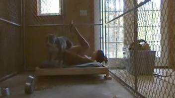 Caged babe gets dominated by a very hung pooch