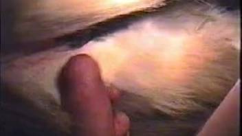 Snug vaginal mare being roughly pounded on film