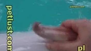 Horny dude decides to jerk a dolphin's curved cock