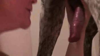 Horny older woman seizes canine penis for multiple sessions of oral pleasure