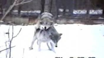Horny zoo love catches a couple of wolves fucking in the snow