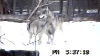 Lustful animal passion captures a pair of wolves screwing in the snow