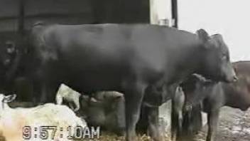 Bull is set to ruin some proper cow pussy during the mating process