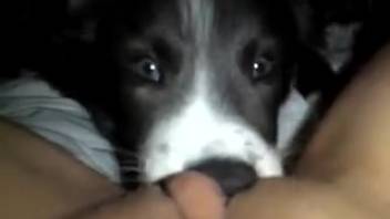 Canine tongues female's vagina amid solo self-pleasure session at home