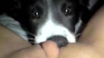 Dog licks woman's pussy during home solo masturbation