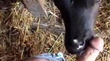 Baby veal comes and licks master's erect cock