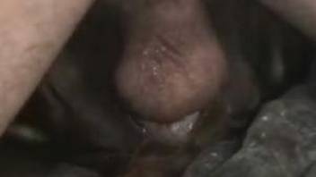 Horny dude fucking an animal's tight pussy on cam