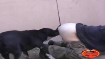 Canine screwed a curvy blonde bombshell from behind in doggy position