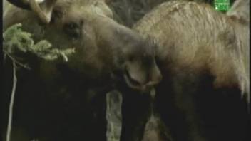 Hot footage of moose banging in wild outdoor escapades