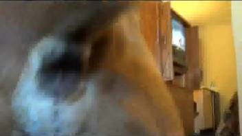Slut senses the whole canine cock pounding her soaked vagina live on webcam