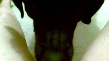 Canine satisfies bare female with messy oral action on her wet vagina