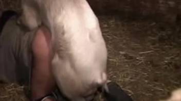 Swine penetrates inexperienced man anally and ejaculates inside him.