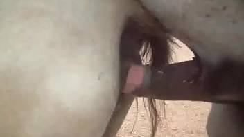 Horse fucking makes zoo porn lover to feel aroused