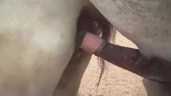 Stud intensely pounds mare as aroused man observes