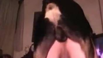 Horny Rottweiler destroys his tight asshole on cam