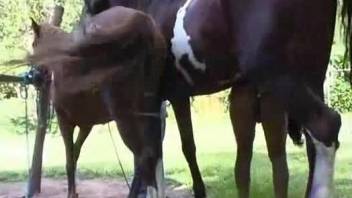 Nude female tries a huge horse dick for naughty perversions