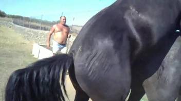 Stallion humps female horse while horny zoophilia addict films them