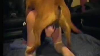 Steamy moments where a large canine penetrates a female in both orifices