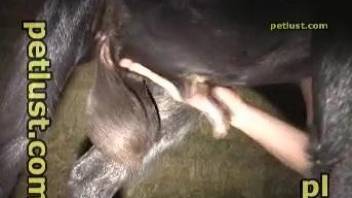 Needy man deep fucks a bull in the ass after playing with its balls